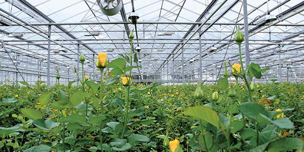 Gewächshausdüngung mit Kohlendioxid