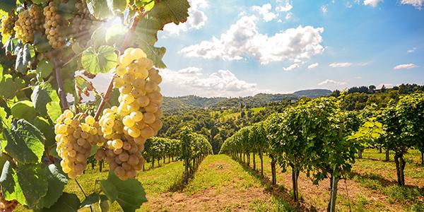 Schwefeldioxid in der Lebensmittelindustrie | © stock.adobe.com - ah_fotobox